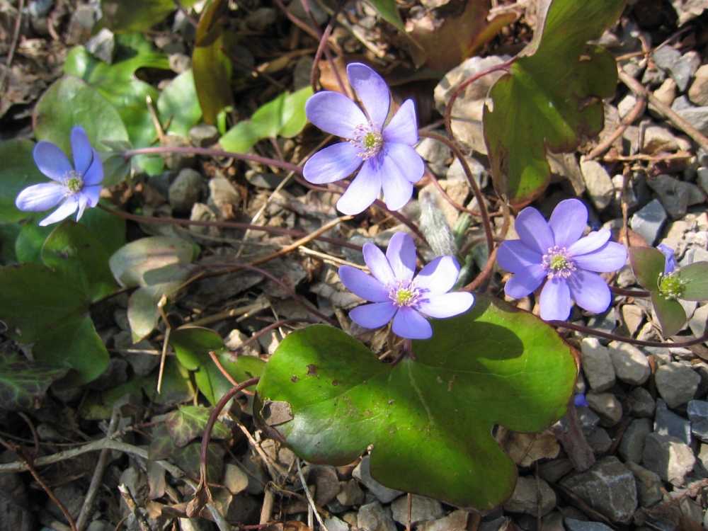 Hepatica (Leberblümchen)